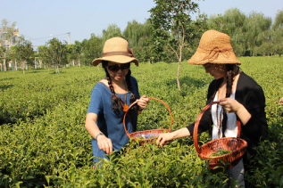 到底如何泡出来的茶会香些呢？