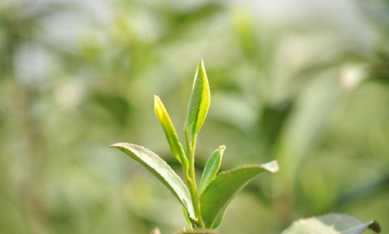 1521444936316886.png 微信图片_20180319154425.png