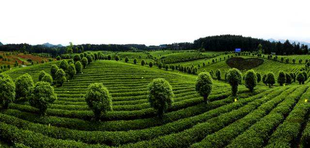 1532744837373111.jpg 万亩茶海.jpg